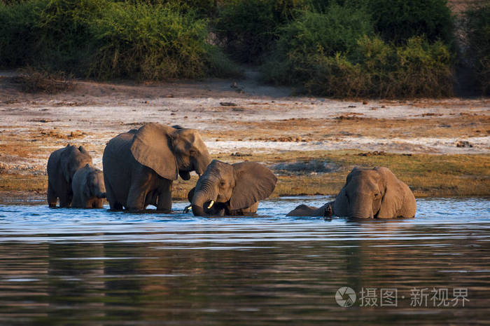 群大象过河丘比国家公园博茨瓦纳丘比