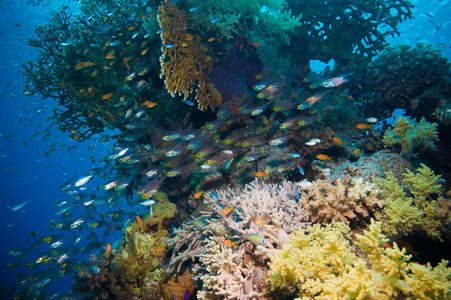 野生小鱼在红海边的热带小鱼群鱼.照片