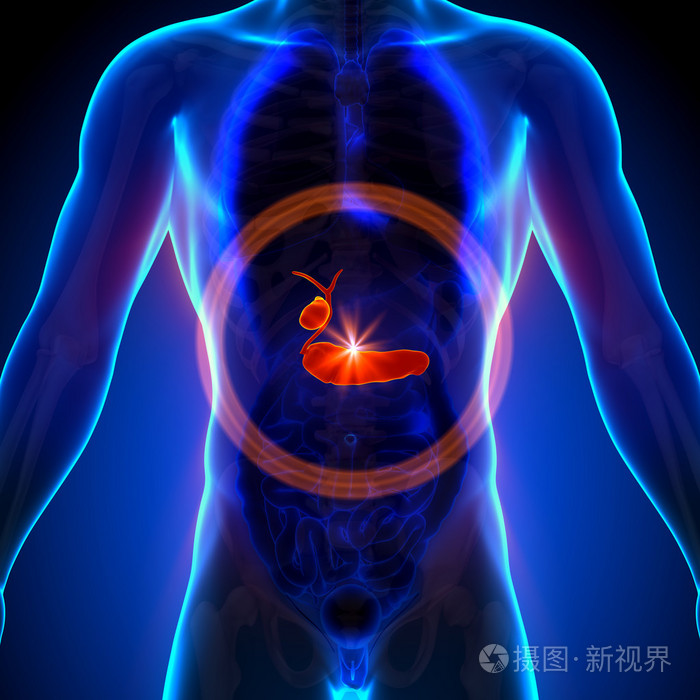 胆囊胰腺男性解剖人体器官x射线视图