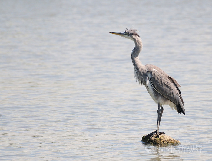 叫年轻的灰色苍鹭