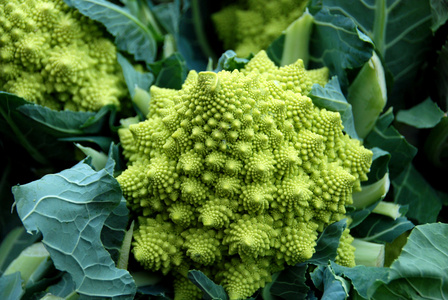 romanesco 西兰花