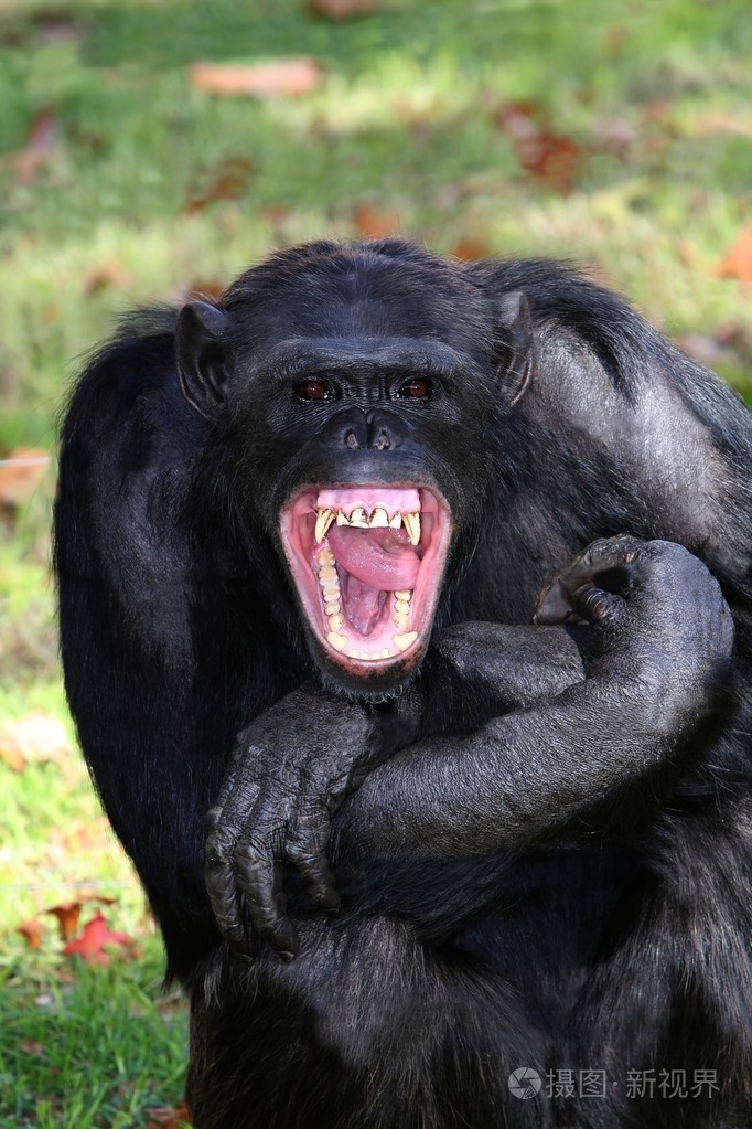 大猩猩牙齿图片