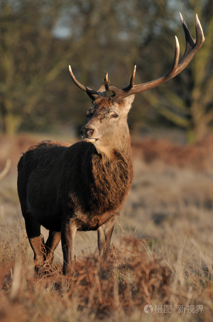 未满一岁的幼鹿浅黄褐色小动物