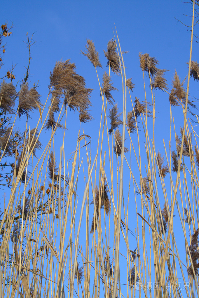 芦苇芦苇杆乐舌簧