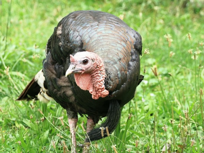 雌吐绶鸡雌火鸡