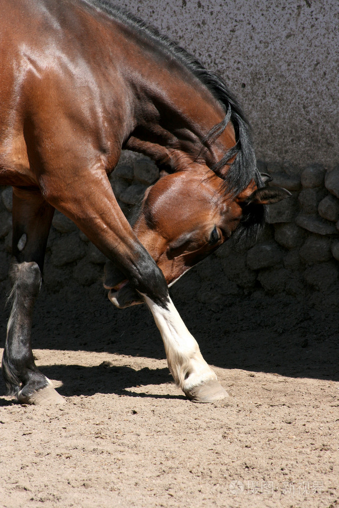 莫斯科动物园的一匹马
