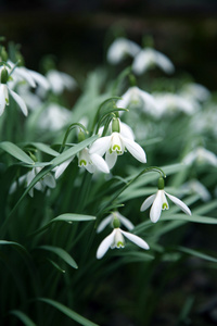 雪花莲春天开白花 snowdrop的名词复数 