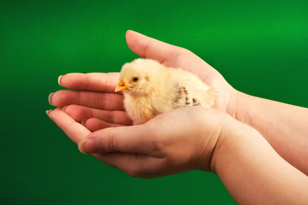 小鸡宝宝图片