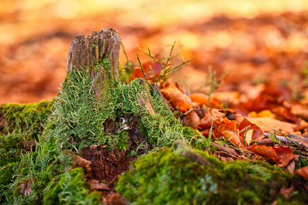秋天的森林景观。强根的老树桩，美丽的秋天树桩