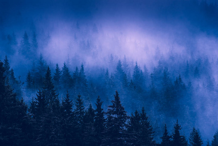 美丽的蓝雾,在喀尔巴阡雾气弥漫的森林照片