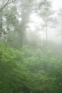 雾中天然林地