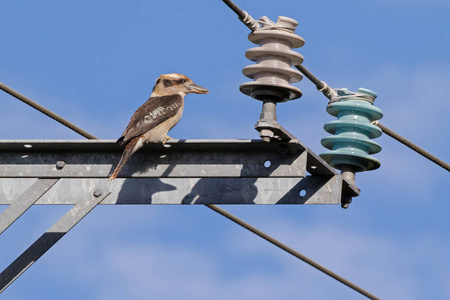 笑翠鸟，大的翠鸟鸟棕色停栖在电缆杆上