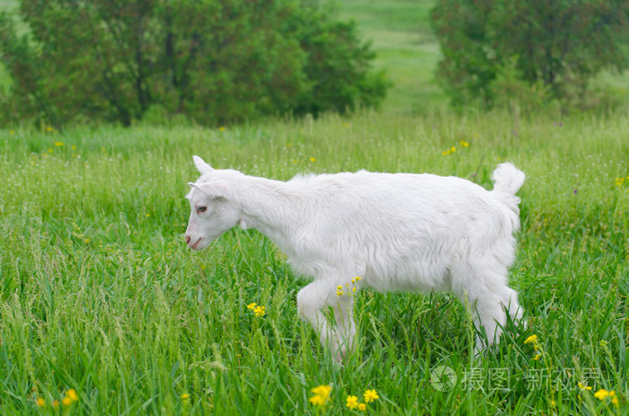 有趣的白山羊portret