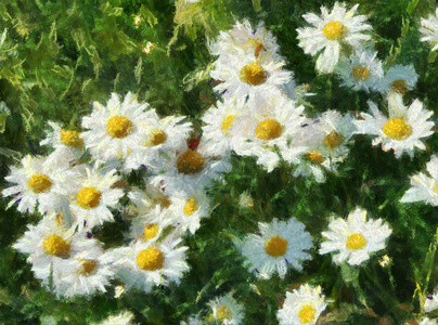 Illustration amomile