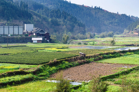 湿的稻田和城阳茶园