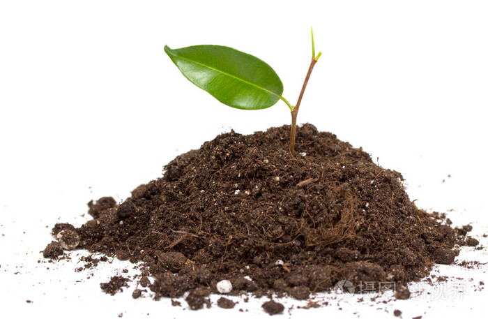 绿色的植物在土壤中