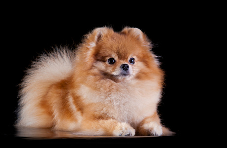 犬繁殖图片 犬繁殖素材 犬繁殖插画 摄图新视界 犬繁殖图片 犬繁殖素材 犬繁殖插画 摄图新视界