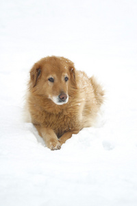 雪地里的狗