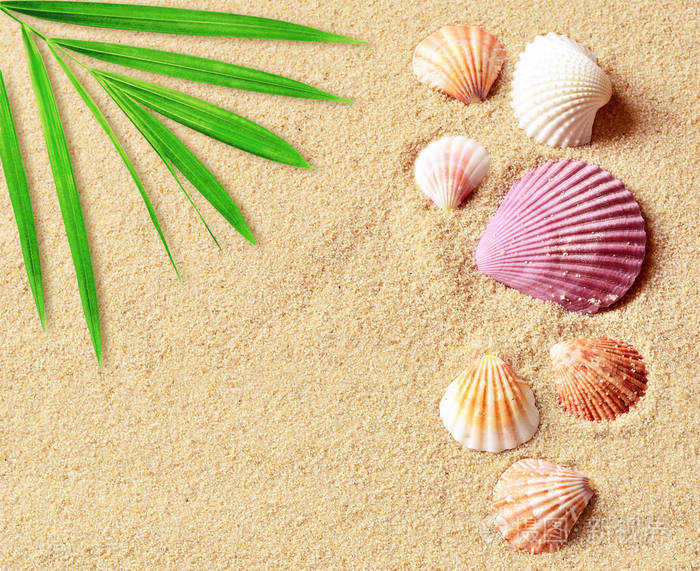 夏季海滩在沙滩上的贝壳