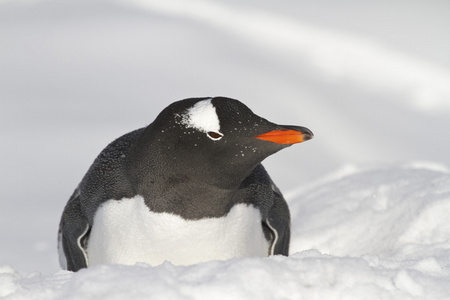 巴布亚企鹅躺在雪上冬季的一天