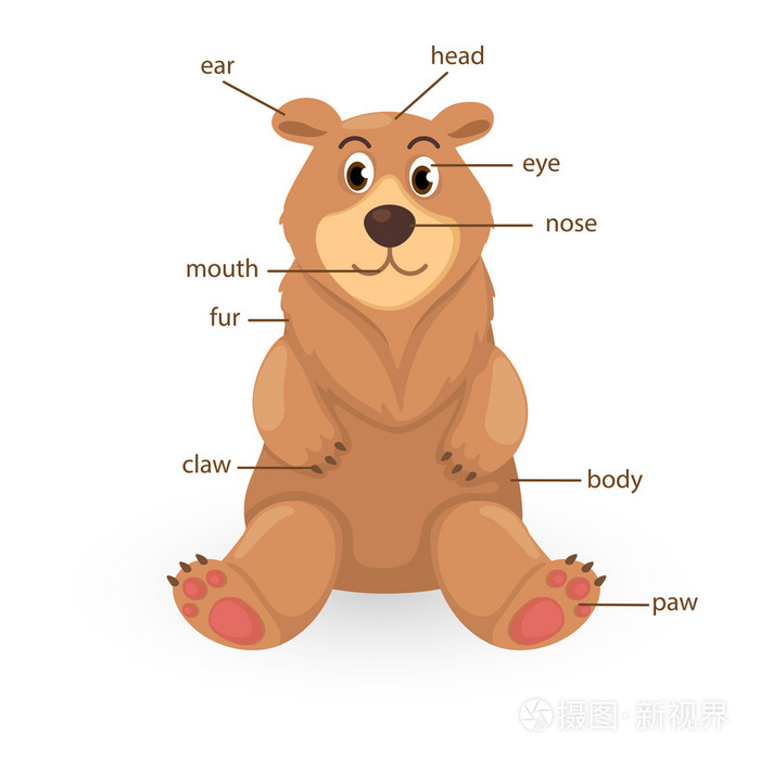 身体矢量熊词汇部分