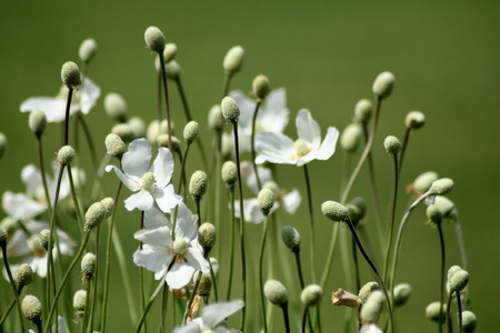 银莲花 anemone的名词复数  海葵