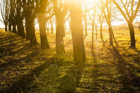 草坪与日落背光与太阳光线树影照片