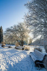 一个美丽的城市公园与树木覆盖着白霜