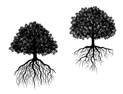 与根的孤立的树