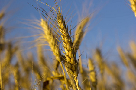 黄成熟的麦穗小麦特写字段中照片