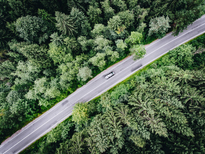 在森林里的路