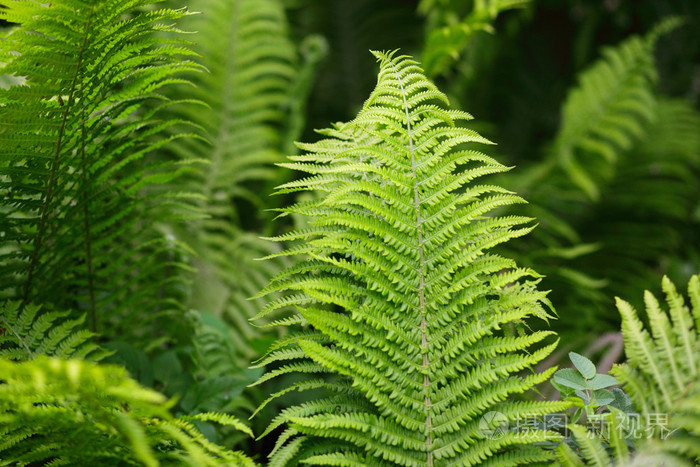 植羊齿植物蕨类植物