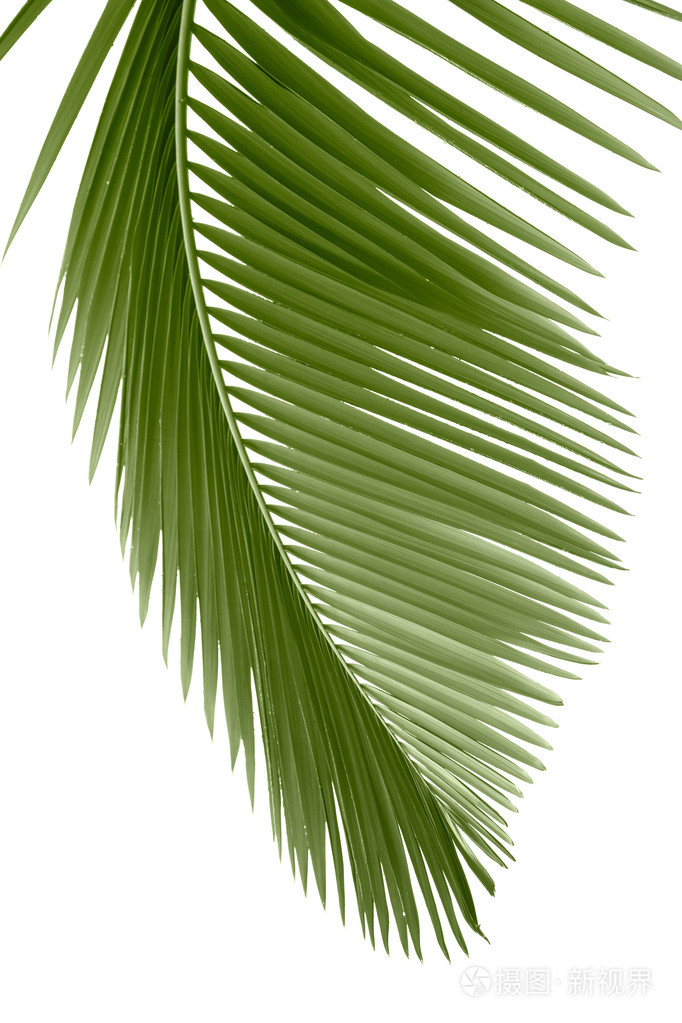 棕榈树的叶子