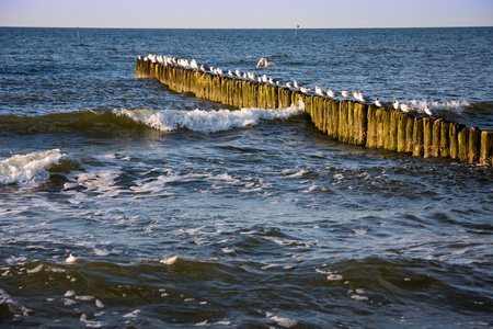 鸟群上的海鸥