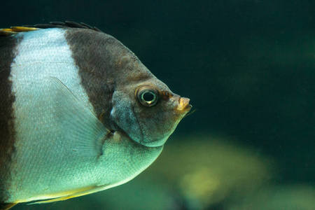 棕色和白色的鱼 Hemitaurichthys 带状疱疹