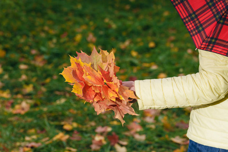 女性走在秋天的公园和收集 brigth 枫叶