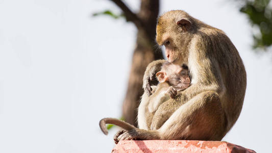 母猴子抱着小猴子照片图片