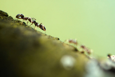 蚂蚁上树蚂蚁上树.宏观照片