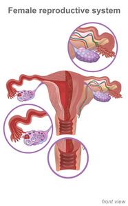 女性生殖系统包含两个主要部分外