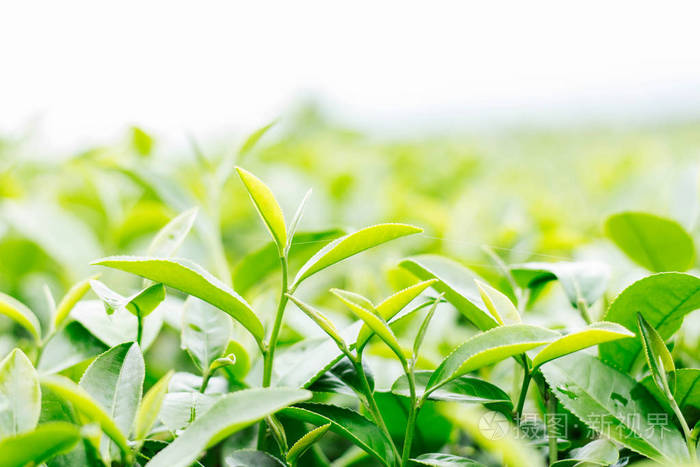 茶树叶与白色的天空