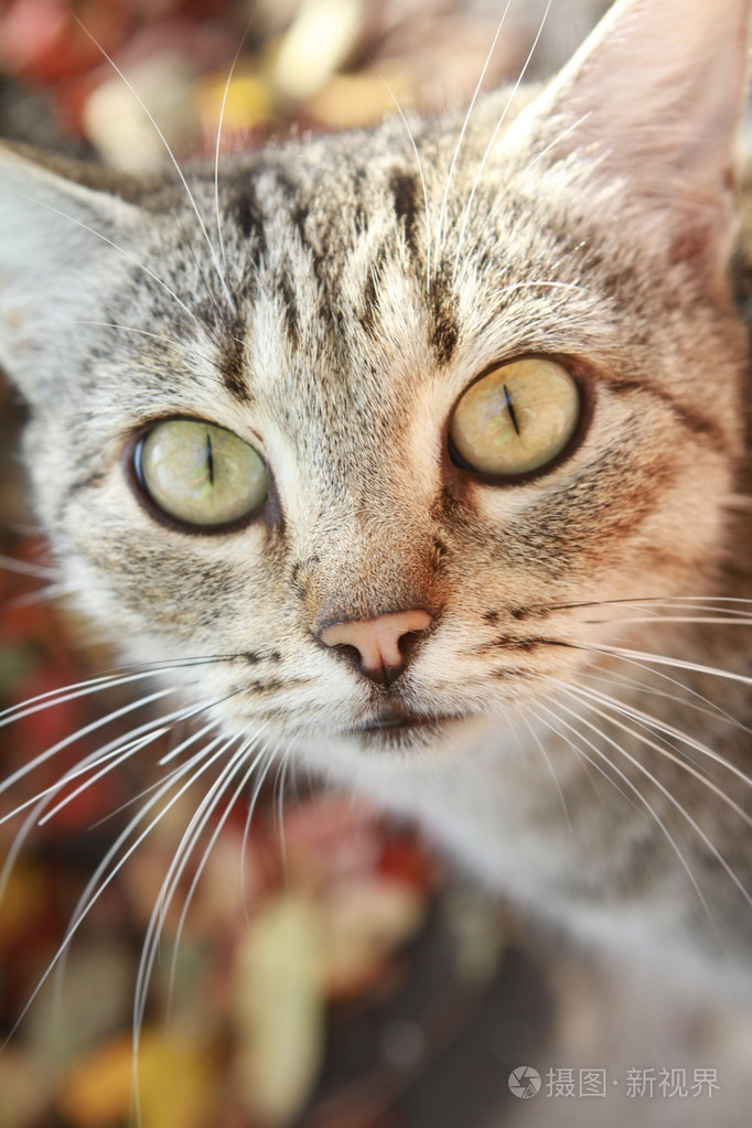 美丽大眼睛的猫