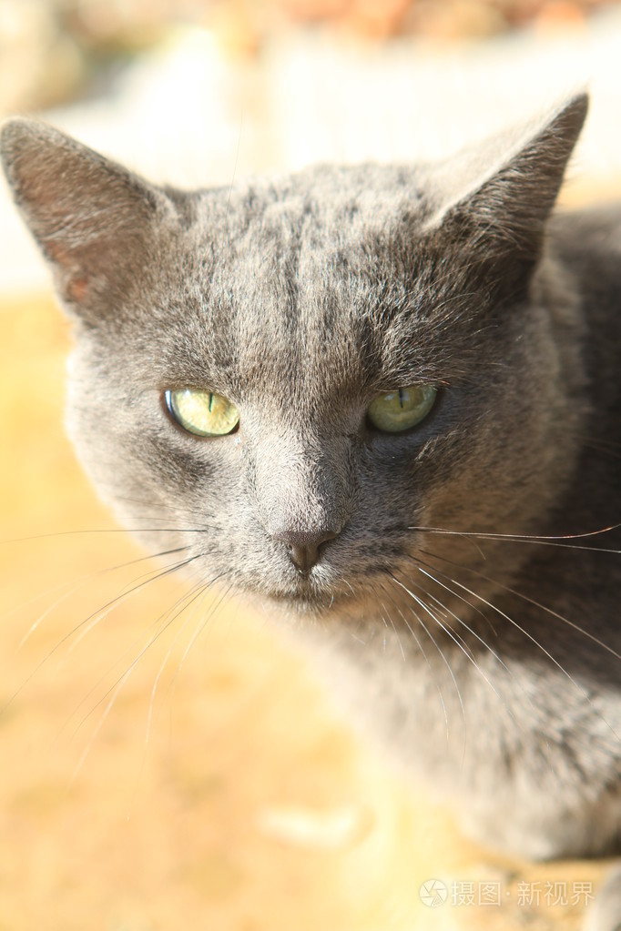 美丽大眼睛的猫