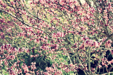 春天樱花樱花树的形象。复古的滤波的图像，选择性焦点