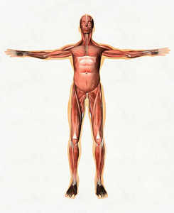解剖学研究男性肌肉系统前视图