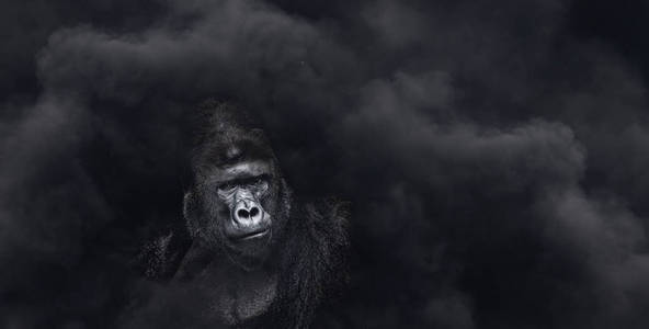 在黑色背景下，严重的大猩猩，严重看巨猿的雄性大猩猩的肖像