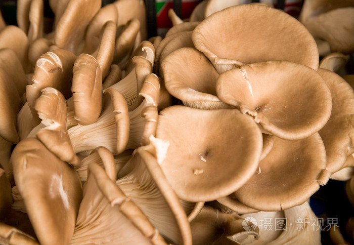 蘑菇( mushroom的名词复数 ) 如蘑菇般生长迅速的事物