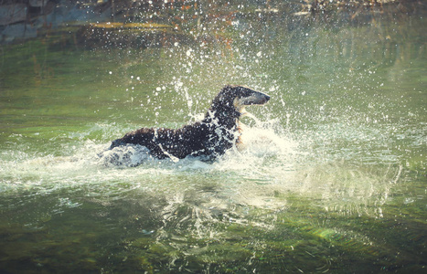 黑色的大狗狼狗游过水的飞溅