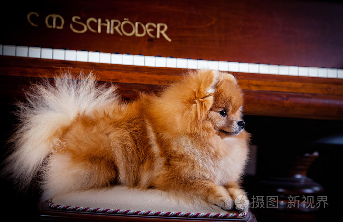 狗繁殖博美犬照片 正版商用图片00oy81 摄图新视界