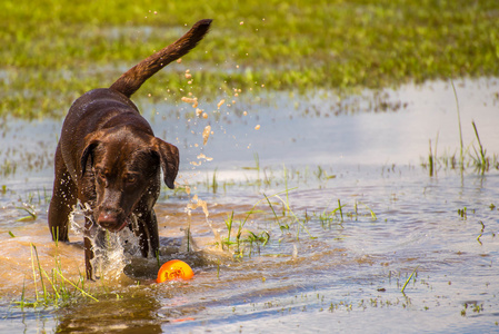 在湿的公园玩耍的狗