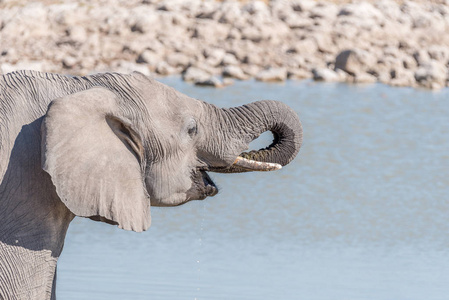 大象在喝水在水坑的特写镜头图片